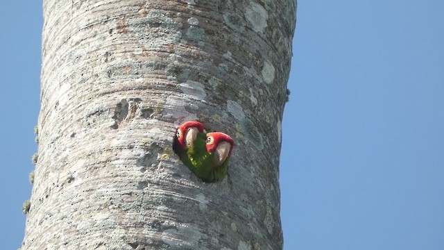 Red-masked Parakeet - ML337588881