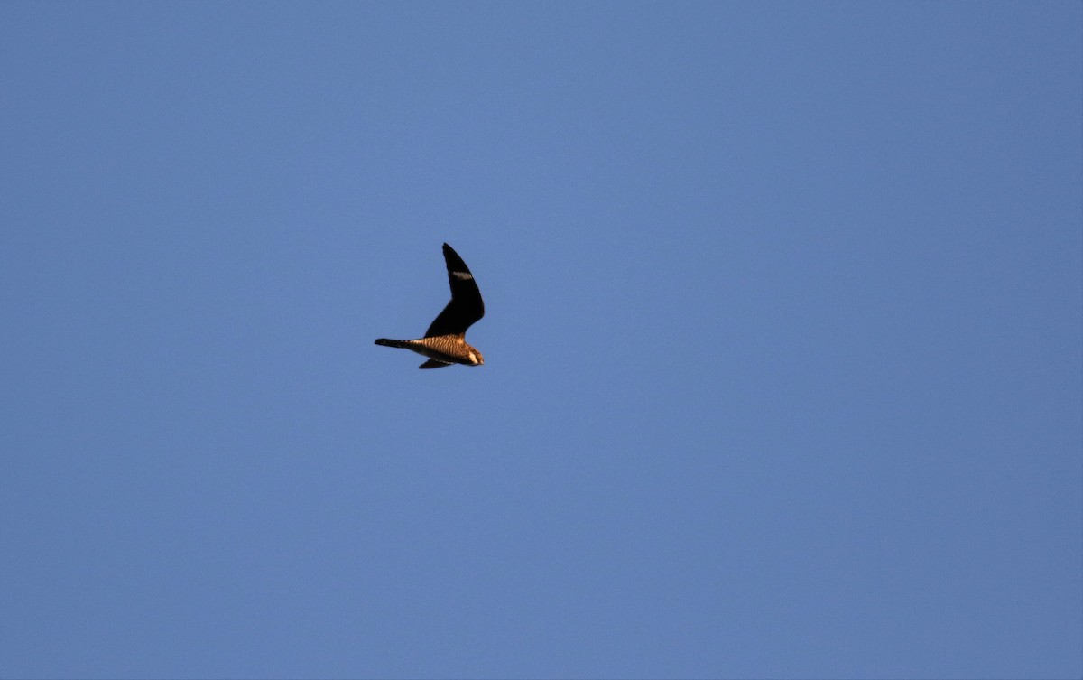 Common Nighthawk - Andrew  Harrington