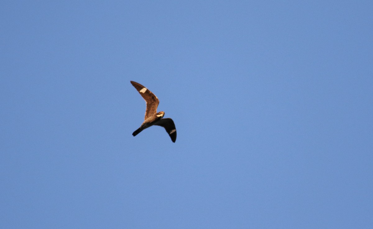 Common Nighthawk - Andrew  Harrington