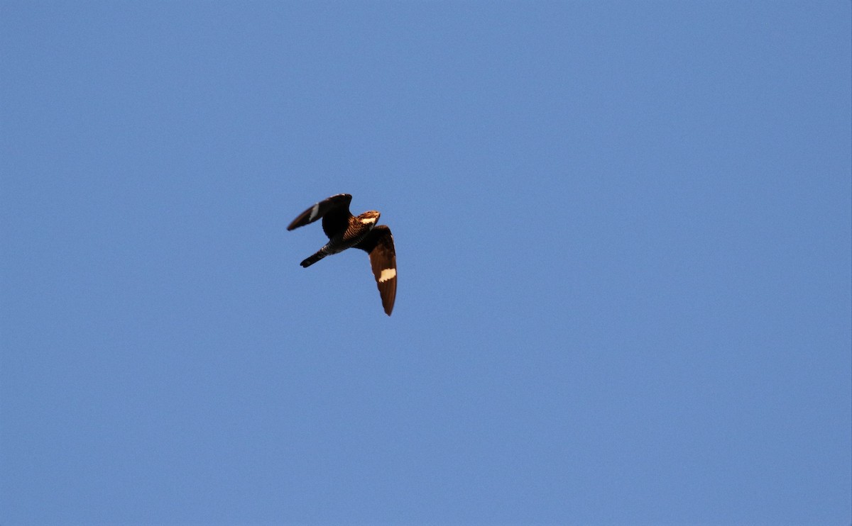 Common Nighthawk - Andrew  Harrington