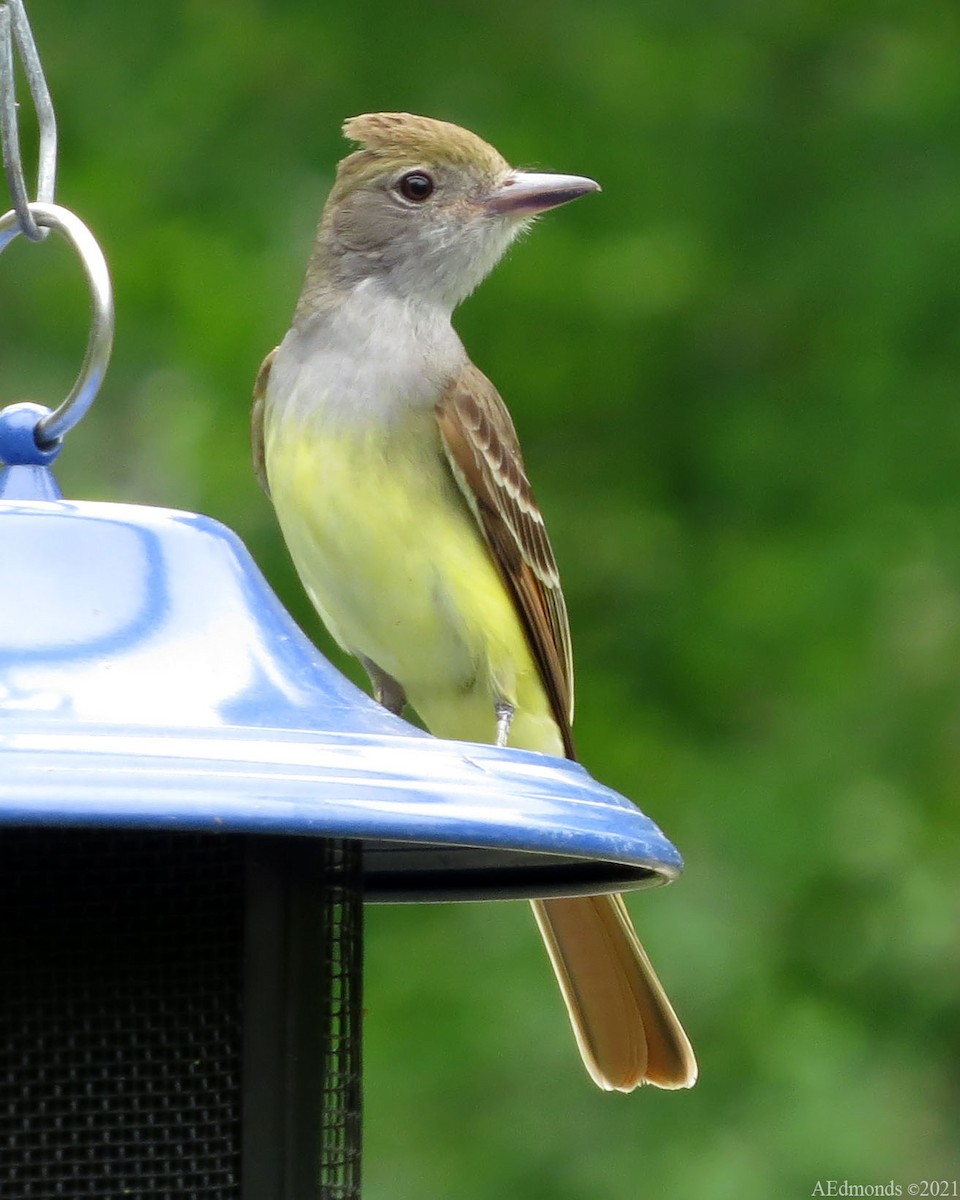 Great Crested Flycatcher - ML337589931