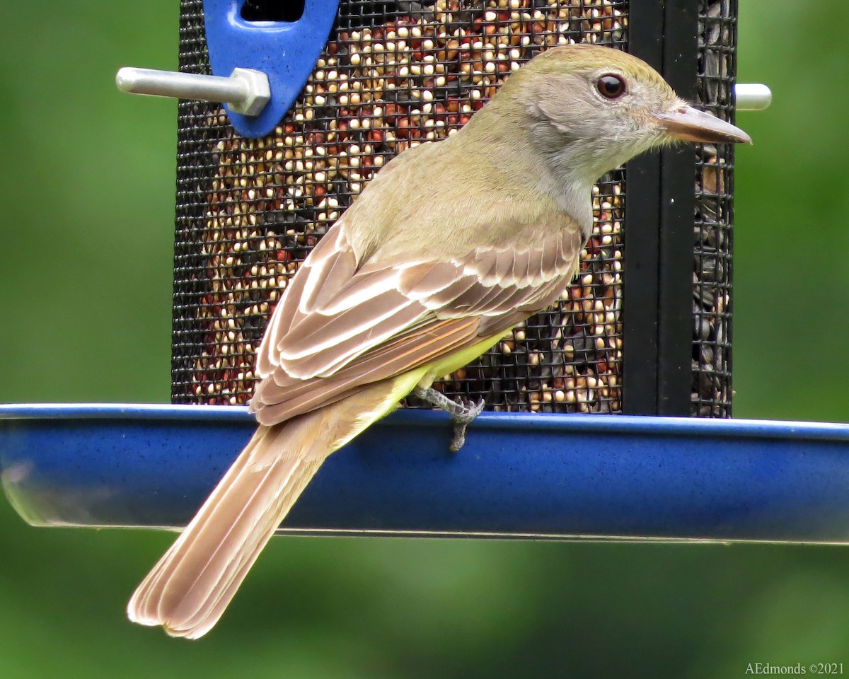 Great Crested Flycatcher - ML337590361