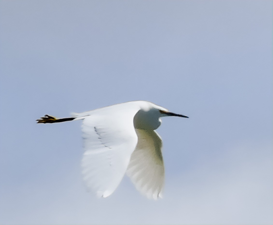 Snowy Egret - John Lay