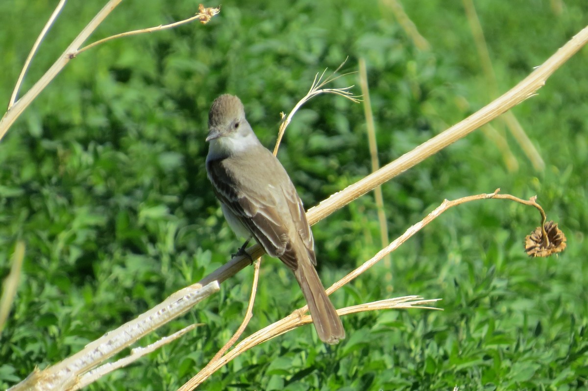 Ash-throated Flycatcher - ML337592471