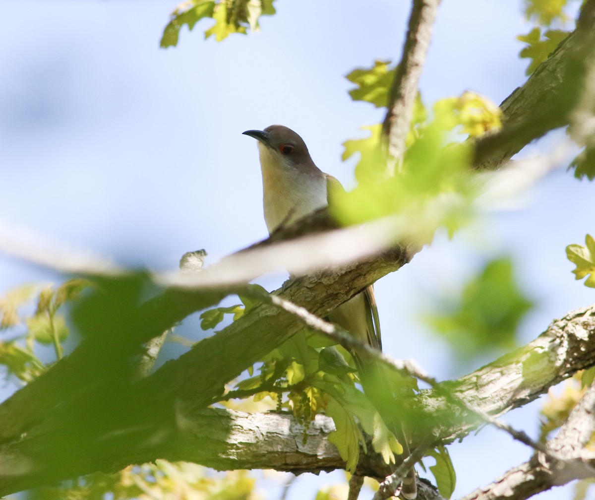 Black-billed Cuckoo - Jason Rieger