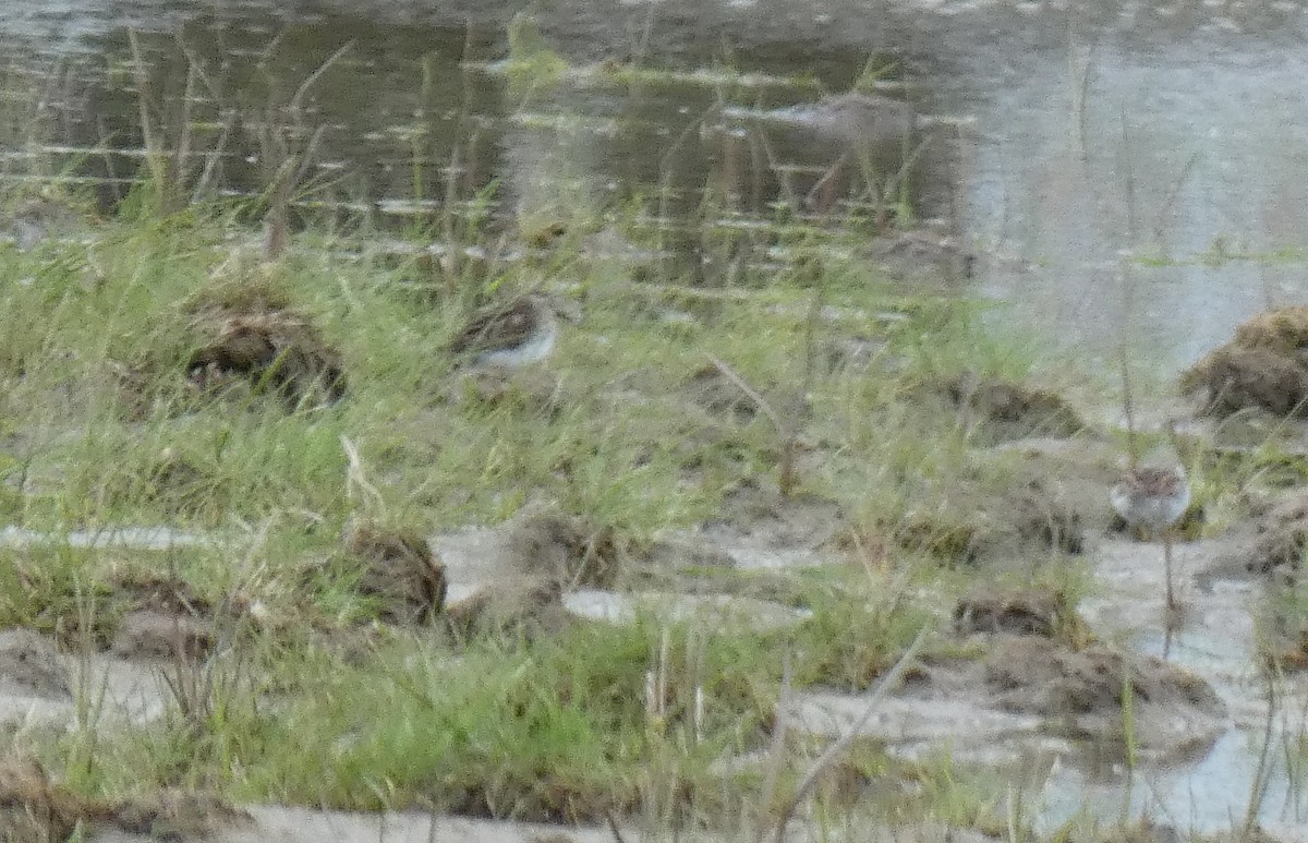 Semipalmated Sandpiper - ML337594811