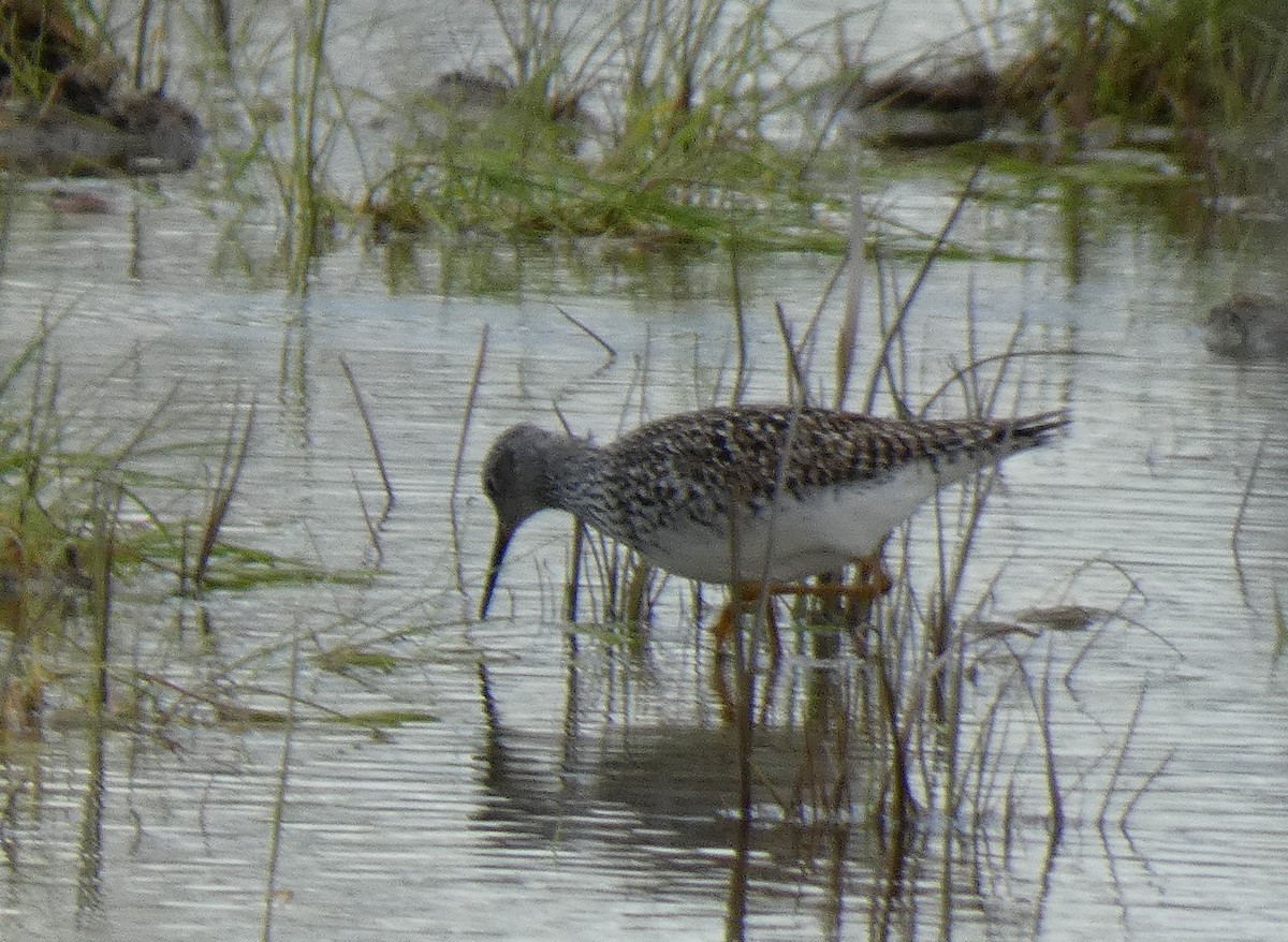 Lesser Yellowlegs - ML337594961