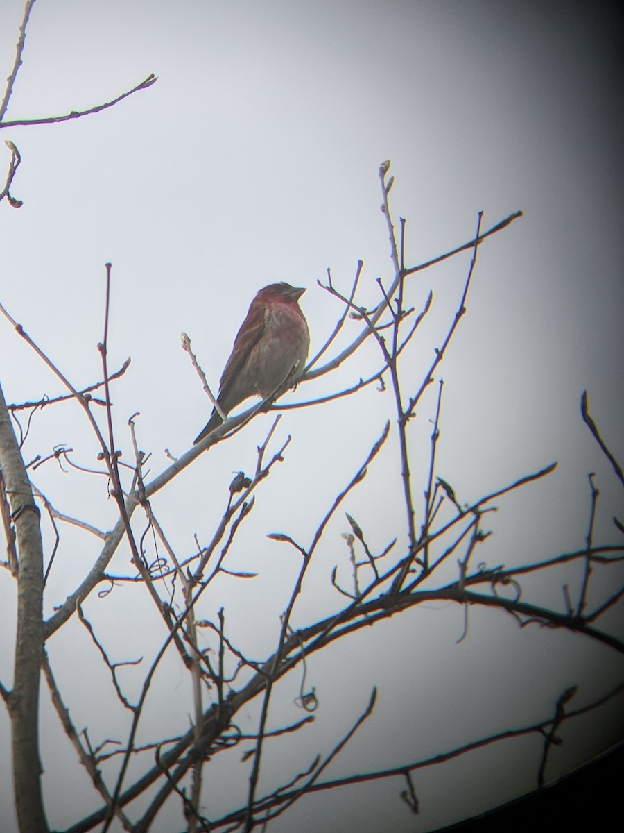 Purple Finch - ML337595381