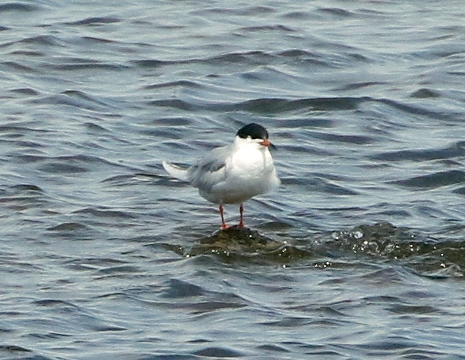 Forster's Tern - Mark  Ludwick