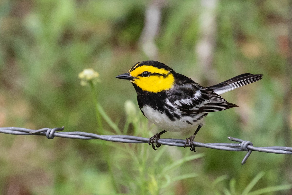 Golden-cheeked Warbler - ML337595751