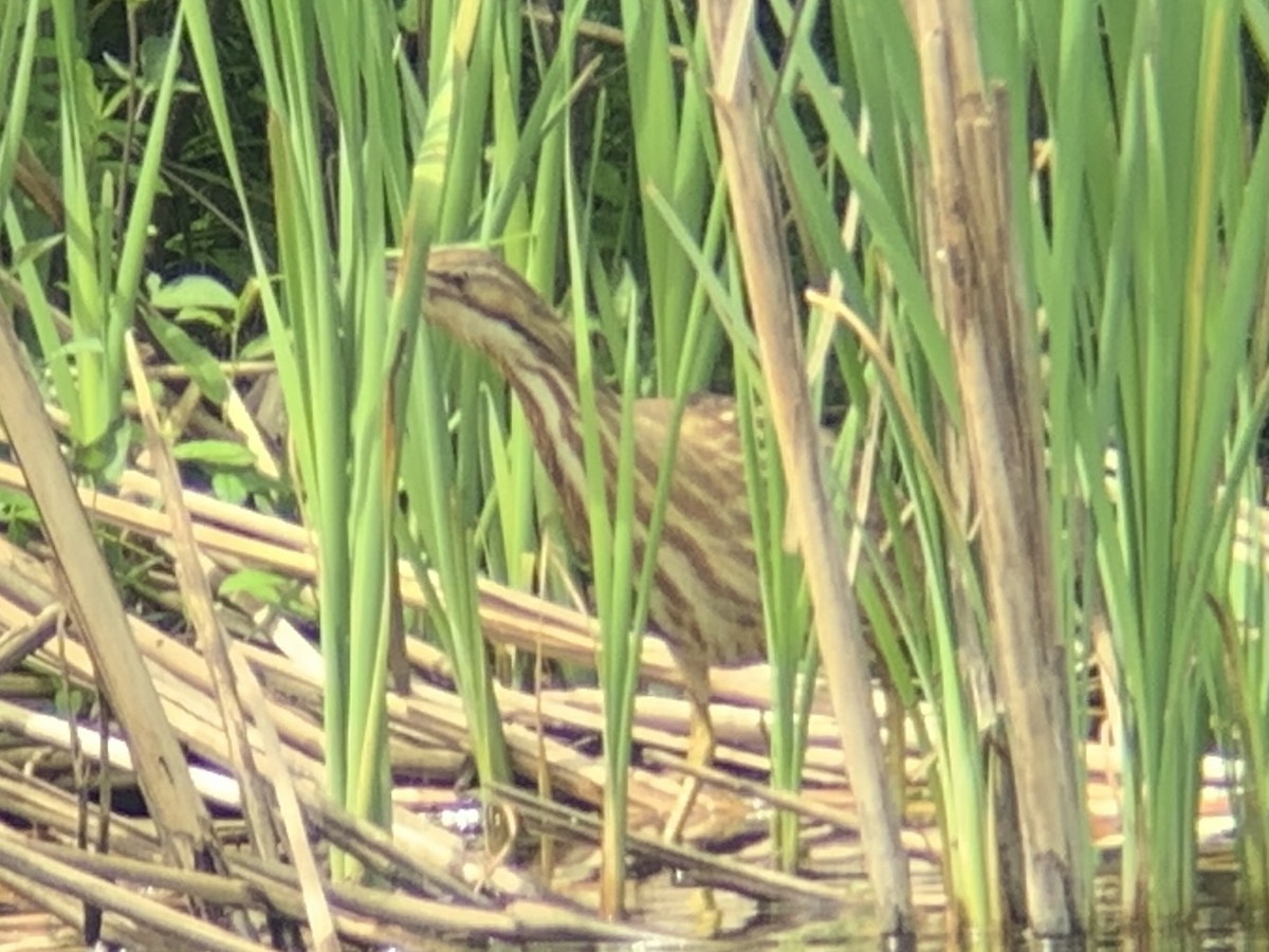 American Bittern - ML337596051