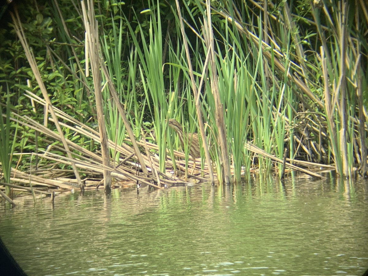 American Bittern - ML337596081