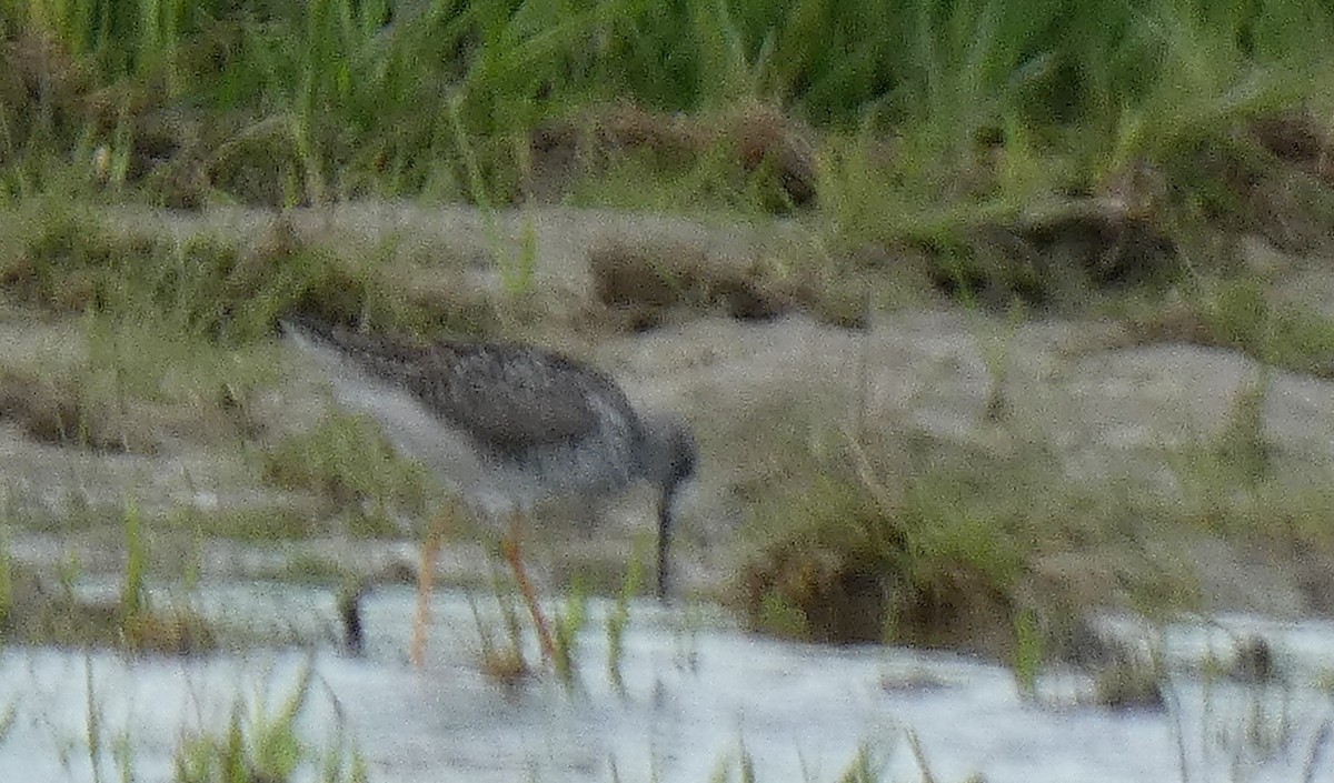 Greater Yellowlegs - ML337596231