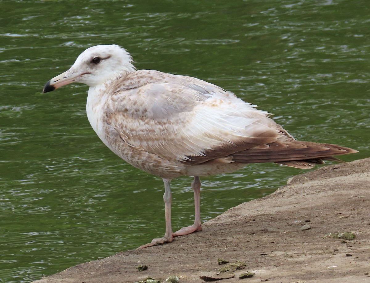 California Gull - Diane Etchison