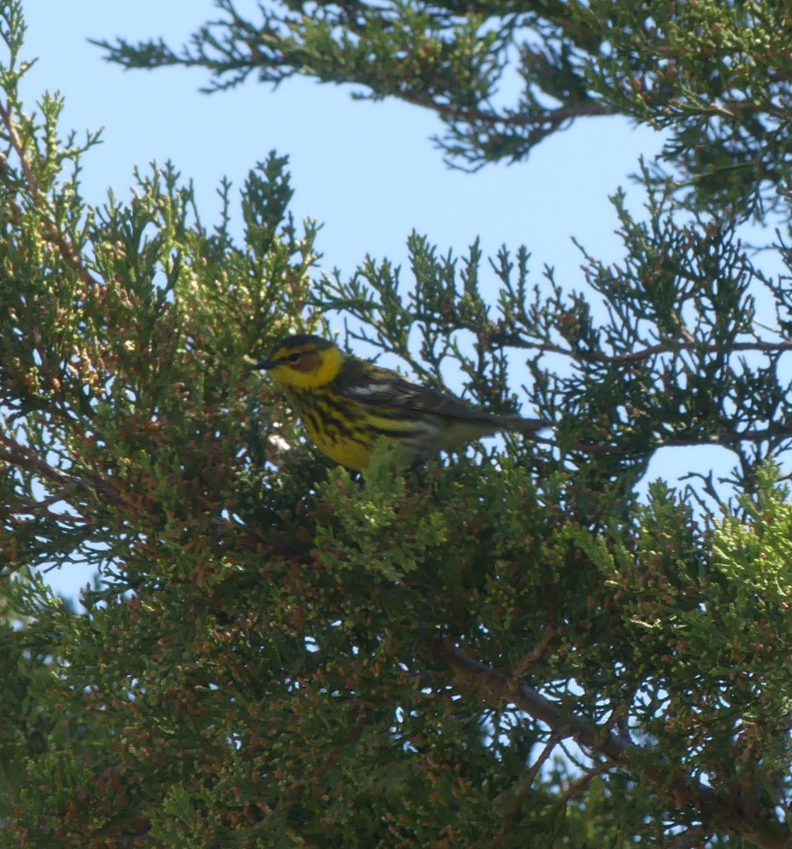 Cape May Warbler - Brandon K Percival