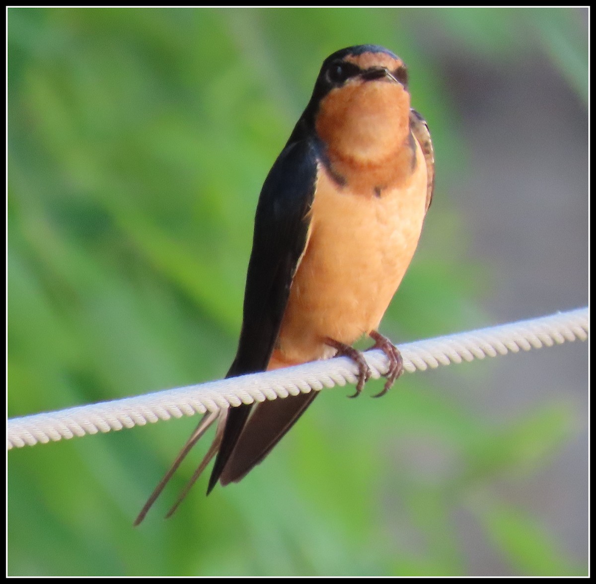 Golondrina Común - ML337598961