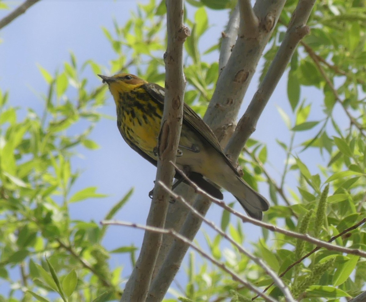 Cape May Warbler - Brandon K. Percival