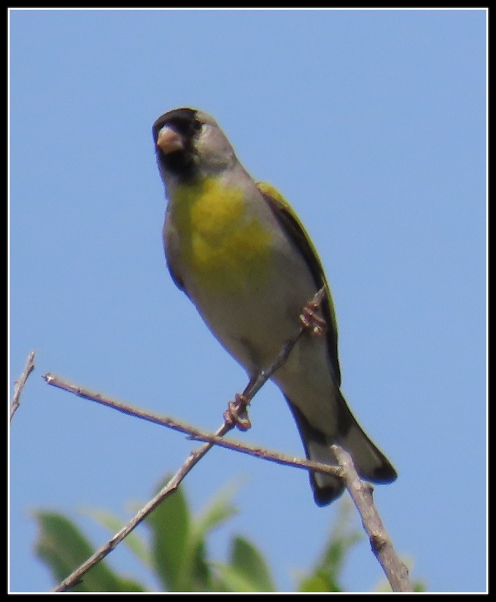 Lawrence's Goldfinch - ML337599681