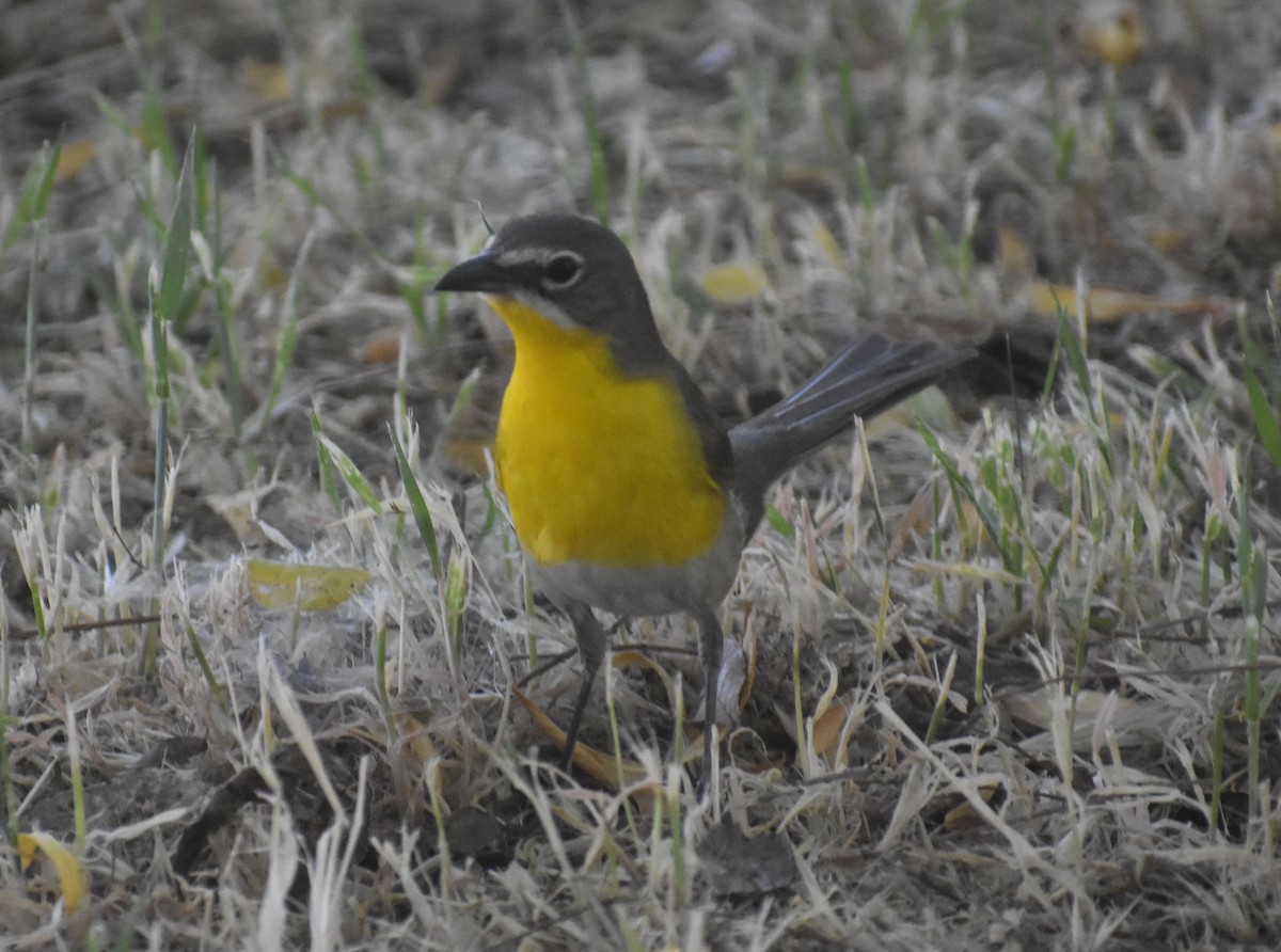 Yellow-breasted Chat - ML337600651