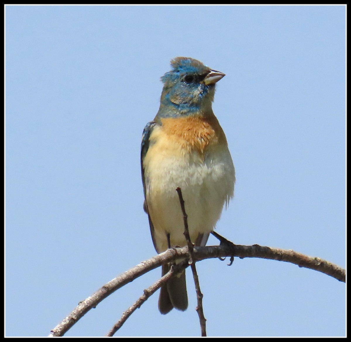 Lazuli Bunting - ML337600831