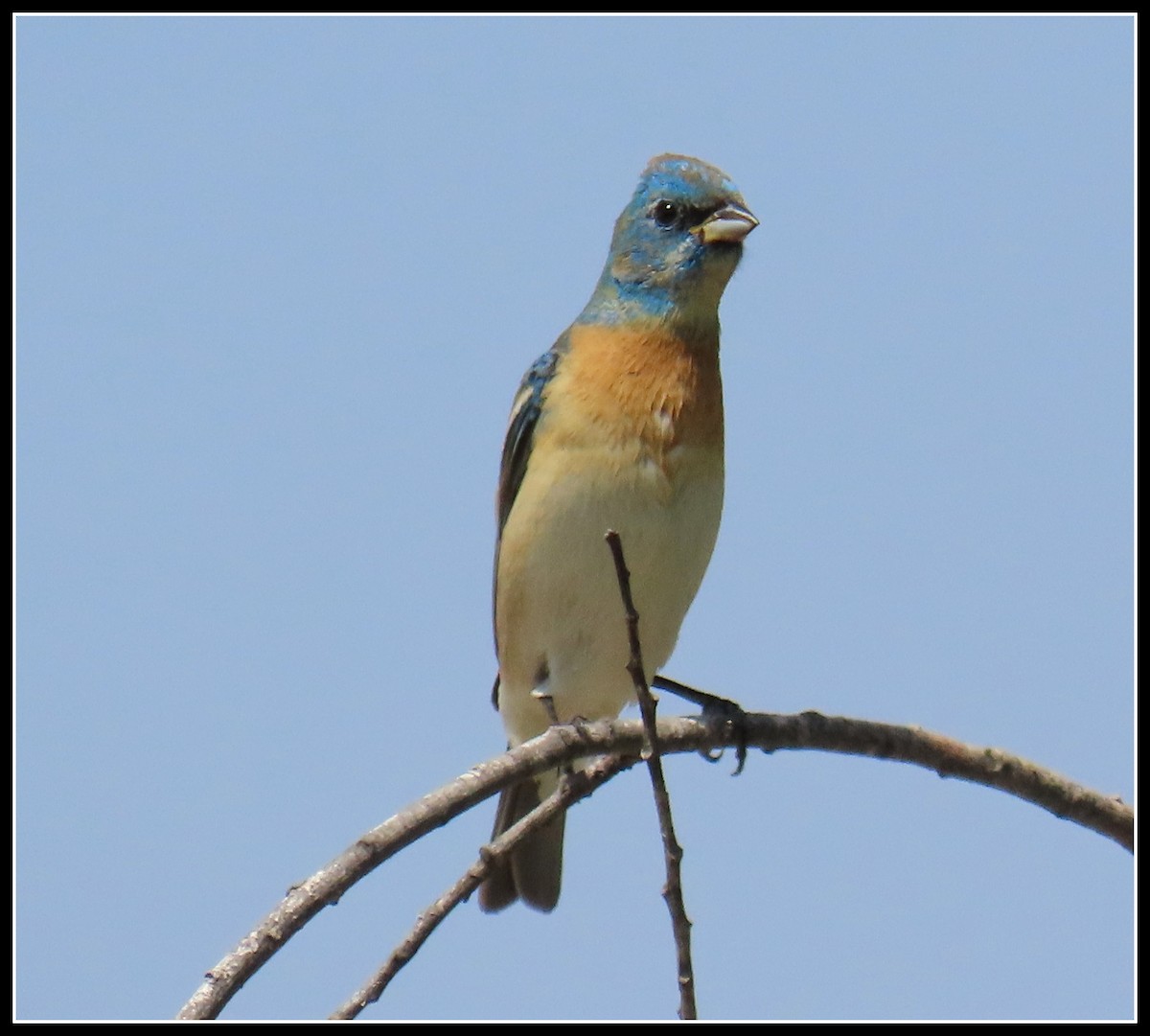 Lazuli Bunting - ML337600841