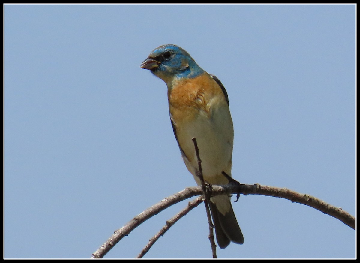 Lazuli Bunting - Peter Gordon