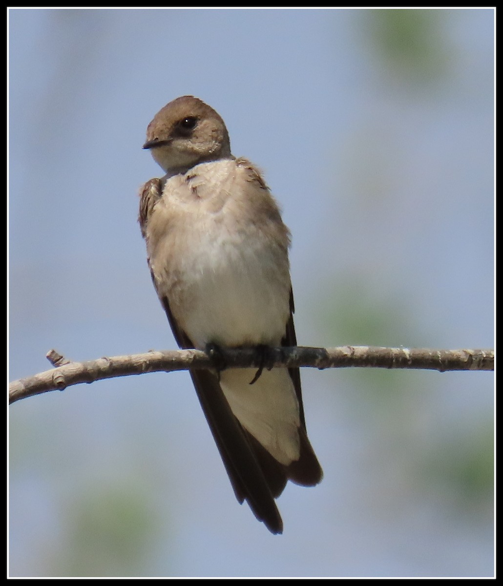 Northern Rough-winged Swallow - ML337601001