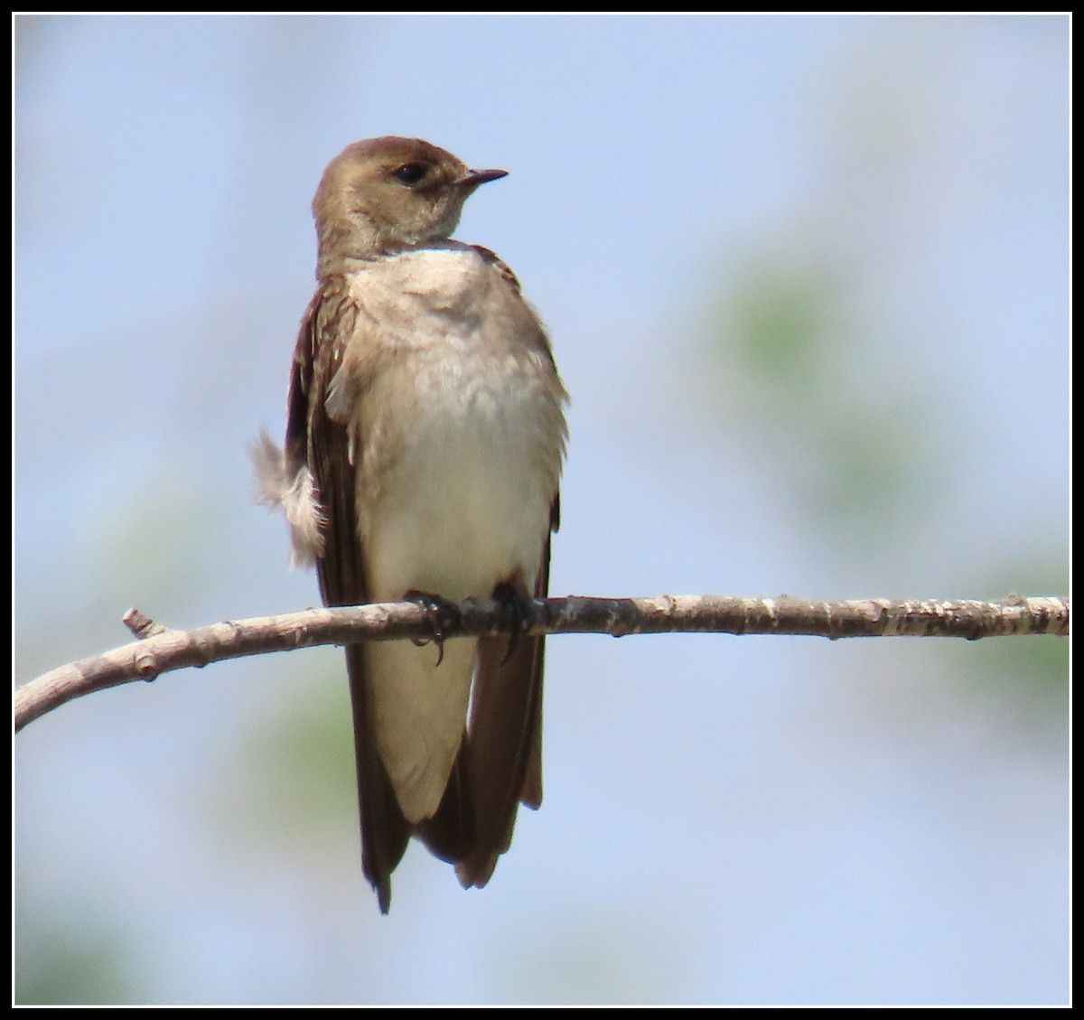 Northern Rough-winged Swallow - ML337601011