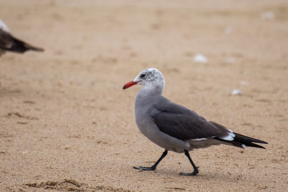 Heermann's Gull - ML337601411