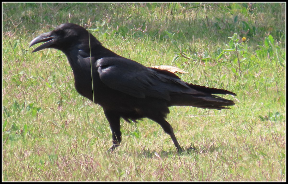 Common Raven - ML337601451