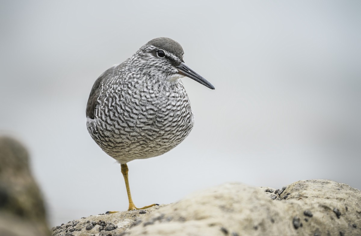 Wandering Tattler - Anonymous