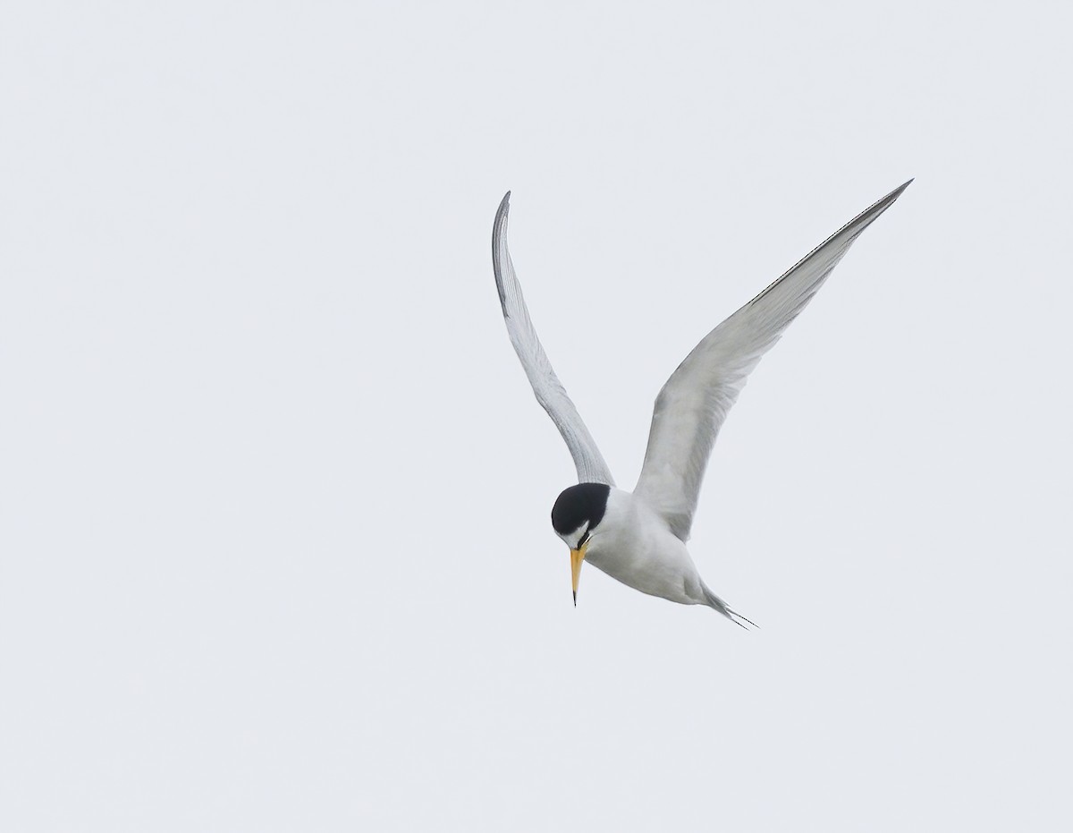 Least Tern - Anonymous