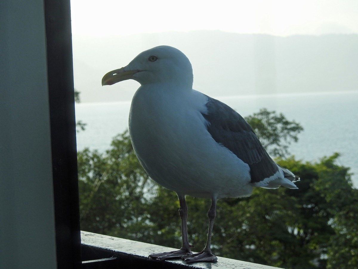 Тихоокеанская чайка - ML33760461
