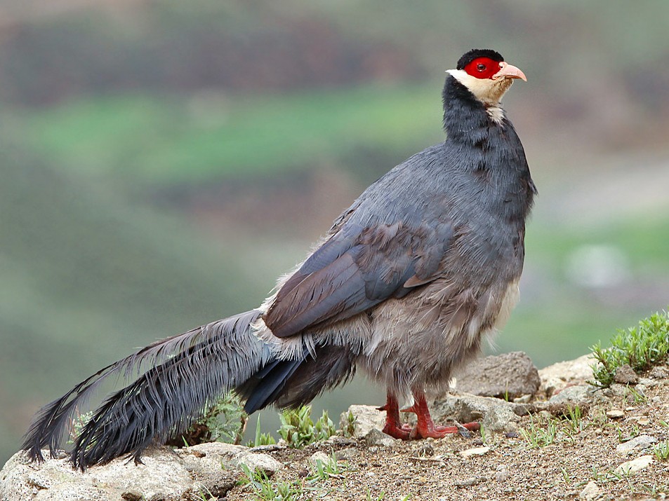 Tibetan Eared-Pheasant - Crossoptilon harmani - Birds of the World