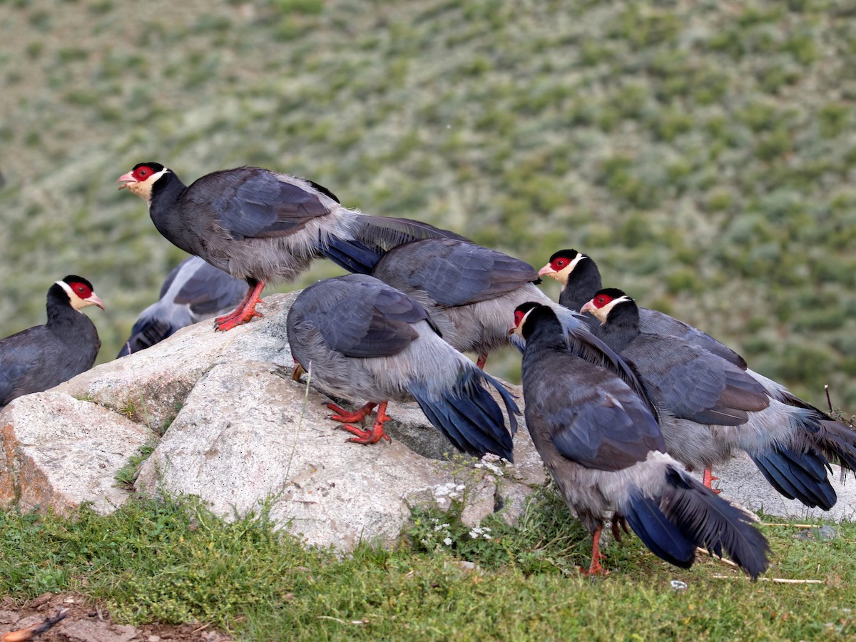 Photos - Tibetan Eared-Pheasant - Crossoptilon harmani - Birds of