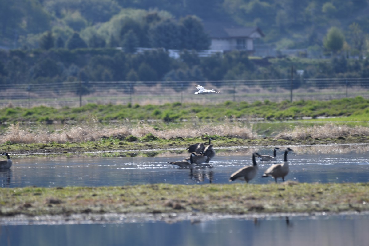 Snow Goose - ML337605381
