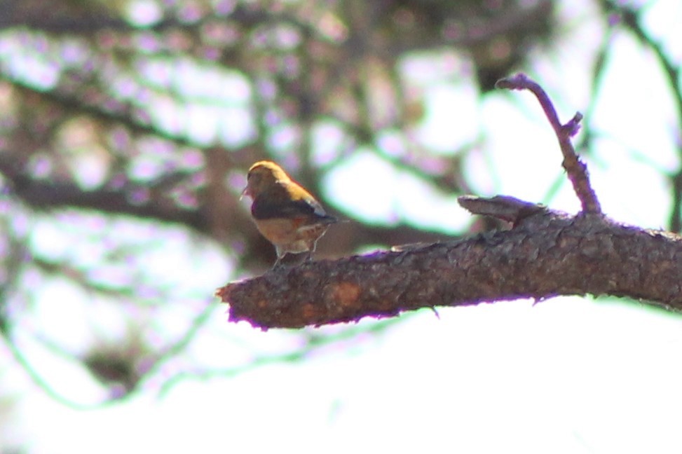 Red Crossbill - ML337606701