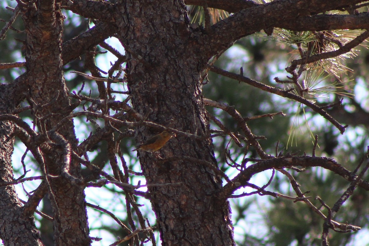 Red Crossbill - ML337606741