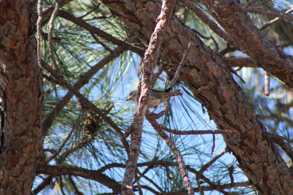 Red Crossbill - ML337606761