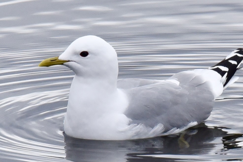 Short-billed Gull - Steve Ericson