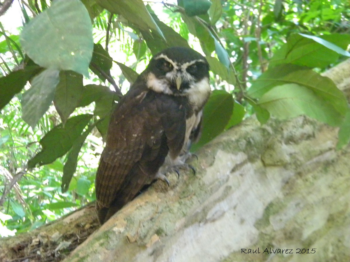 Spectacled Owl - ML337608121