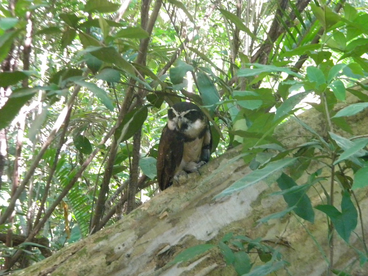 Spectacled Owl - ML337608141