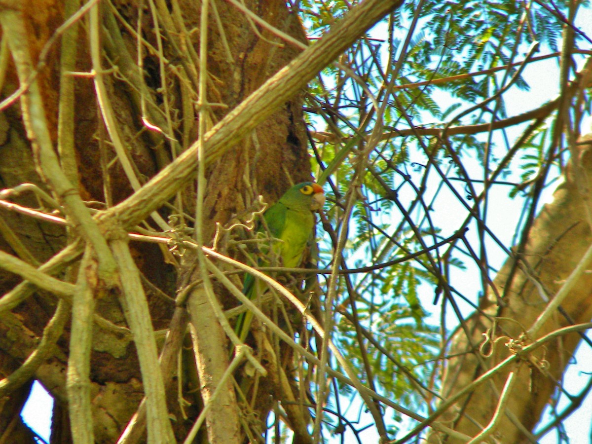 Aratinga Frentinaranja - ML337608541