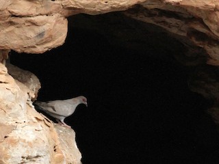  - Somali Pigeon