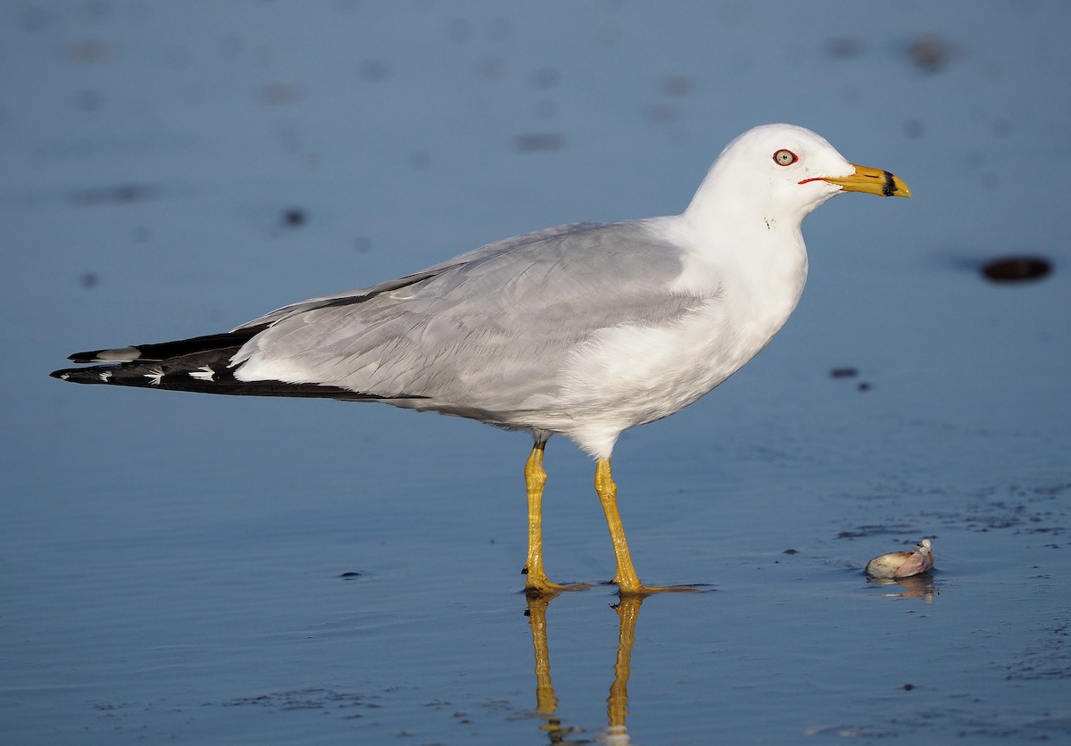 ML337611771 - Ring-billed Gull - Macaulay Library