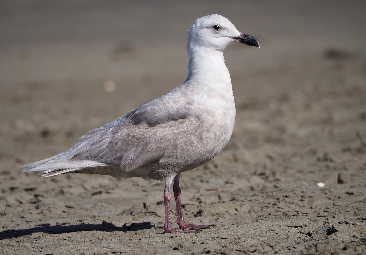 Glaucous-winged Gull - ML337611891