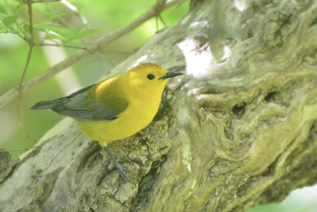 Prothonotary Warbler - ML337612861