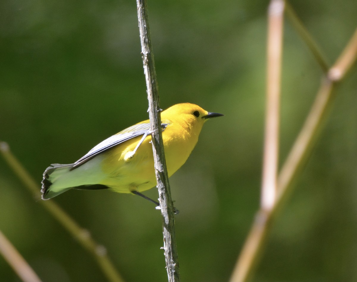 Prothonotary Warbler - ML337612871