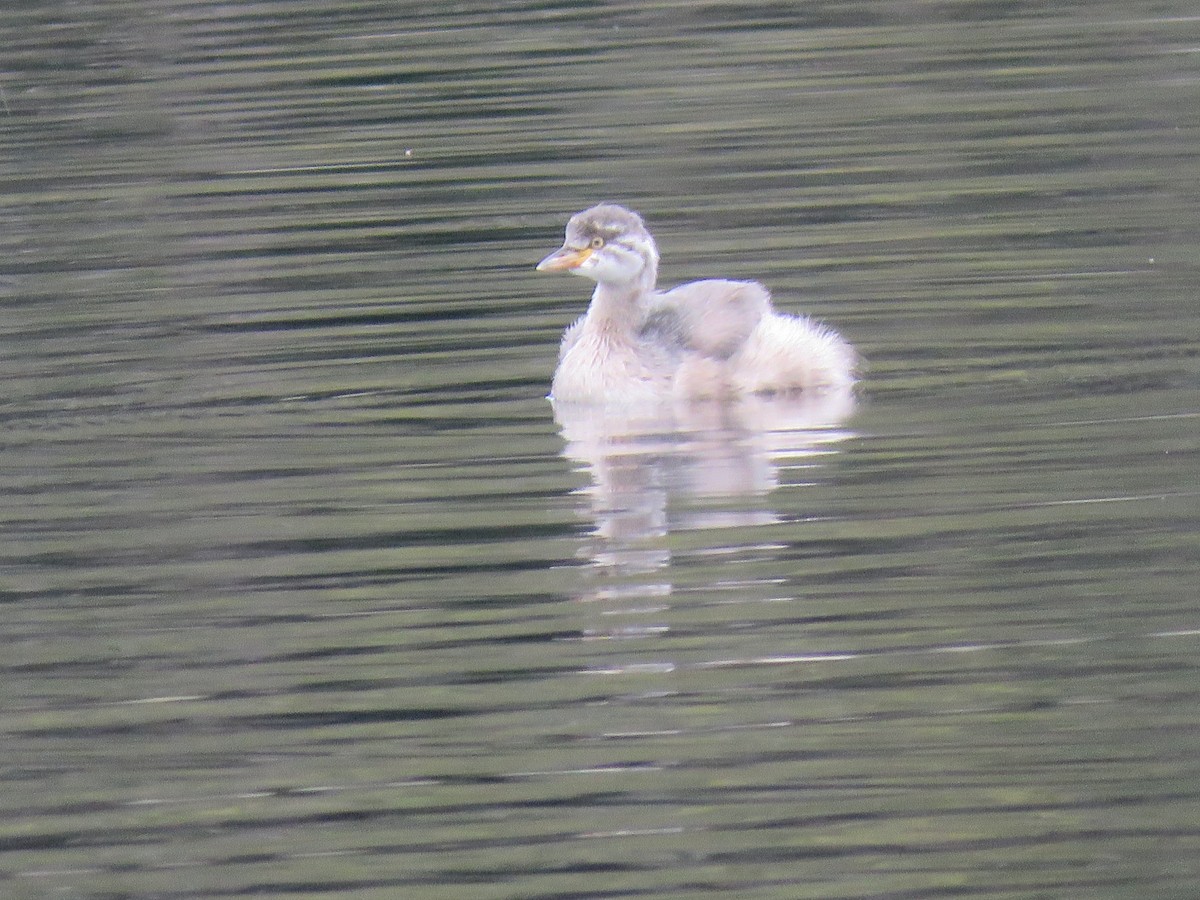 Australasian Grebe - Wendy Shanley