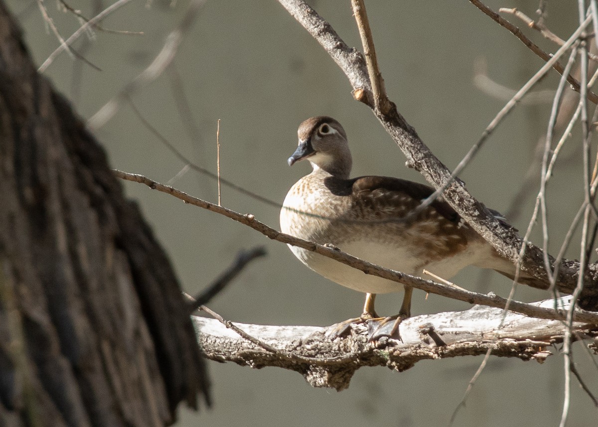 Wood Duck - ML337615561